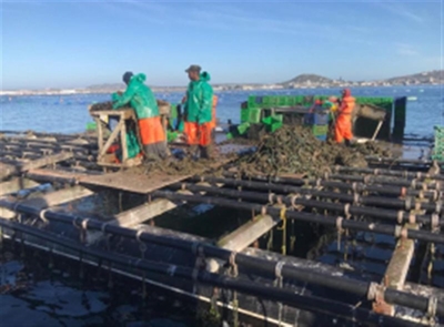 Department allocates 15% of squid catch to small scale fisheries