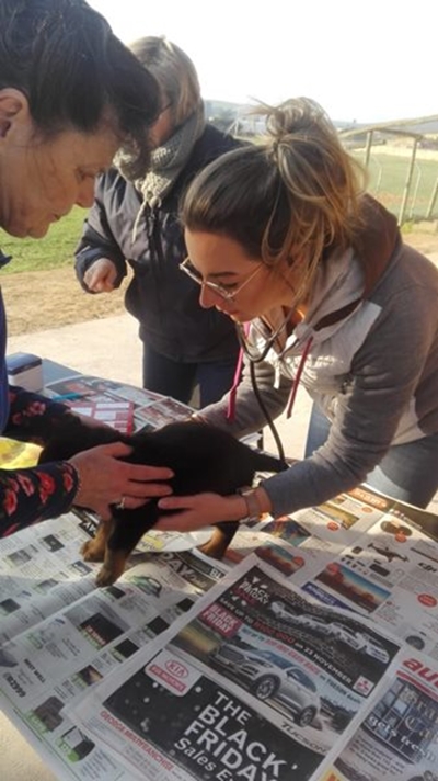 Elke hond kry sy dag