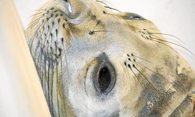 Dobby the Antarctic seal makes a speedy recovery and a new friend
