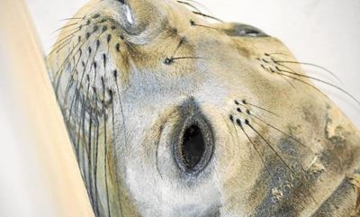Dobby the Antarctic seal makes a speedy recovery and a new friend