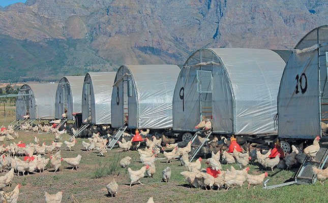 Poultry master plan aims to increase local production | Oudtshoorn Courant