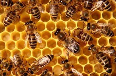 Avoid bringing bees to Southern Cape