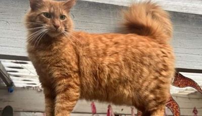 Have you seen Razzo?