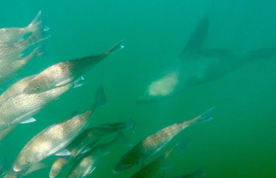 Seal swims with fish despite crowds