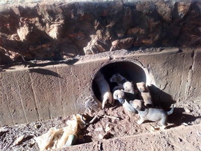 Puppies rescued from storm water pipe 