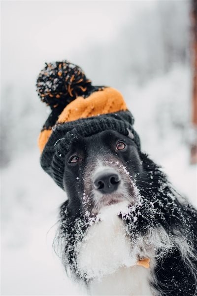 Keeping Rex warm this winter