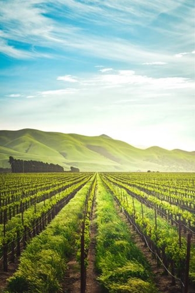 SA posts healthy agri trade surplus despite COVID-19 crisis