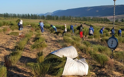 Rooibos prices fall sharply this season