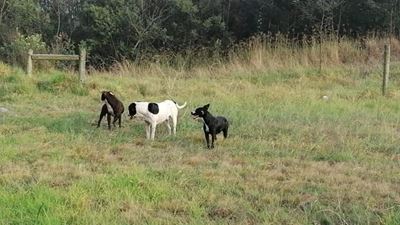 Mad dogs running wild 