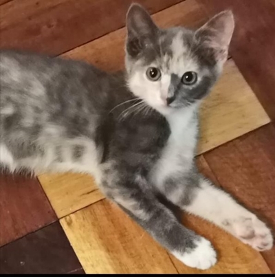Beloning vir vermiste katjie