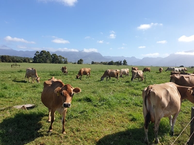  Bek-en klouseer: Wes-Kaap stabiel - slagproses kan begin