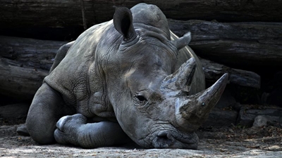 Rhino horn weighing 160kg seized at OR Tambo