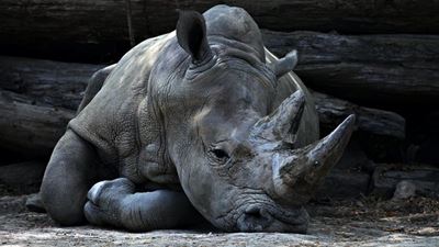 Rhino horn weighing 160kg seized at OR Tambo