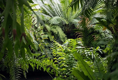 Caring for indoor ferns