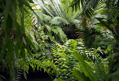 Caring for indoor ferns