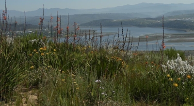 Coming together for fynbos