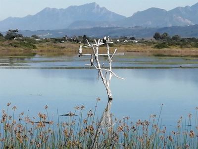 Garden Route wetlands: A climate and biodiversity imperative