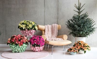Festive houseplants that are safe for pets too
