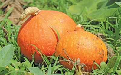 New pumpkin variety set to make inroads into high-end market