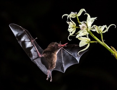 Bats: the answer to macadamia pests?