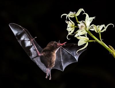 Bats: the answer to macadamia pests?