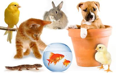 Pet care important