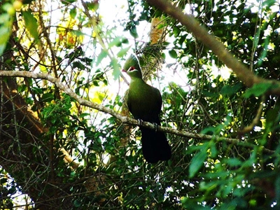 Bird-watching takes flight