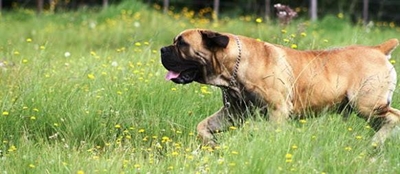 Boerboelskou by George-landbouskou