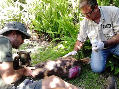 Bushbuck rescued next to busy road