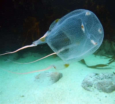 Update: Watch out for box jellyfish