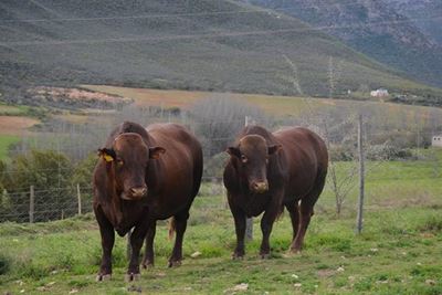 Boeredag vir Bonsmara-boere
