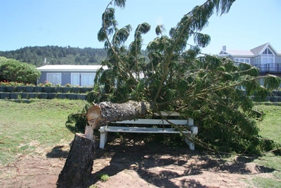 Beloning vir inligting oor afsaag van boom