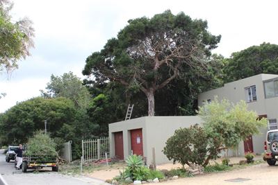 Axing of yellowwood causes stink