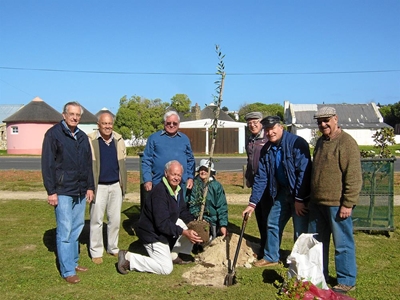 Stilbaai-houtwerkers plant bome