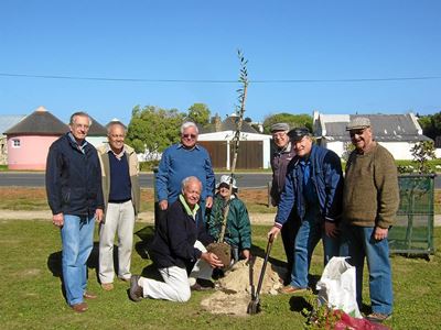 Stilbaai-houtwerkers plant bome