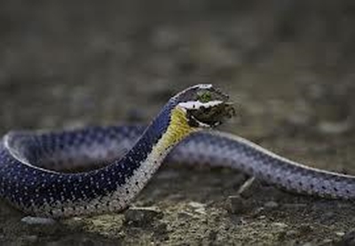 PSSSSSSSST.... learn to identify snakebites