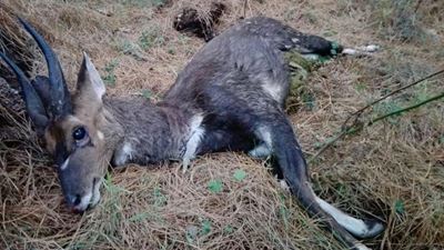 Bushbuck possibly killed by dogs