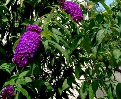 A water-wise garden can be colourful