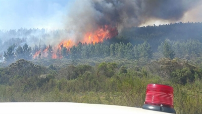 Southern Cape fynbos 'on its way out'