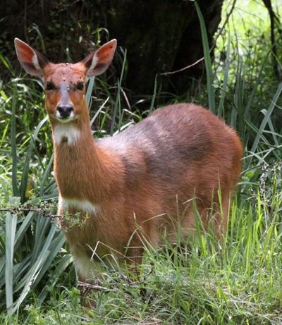 Man in court for poaching