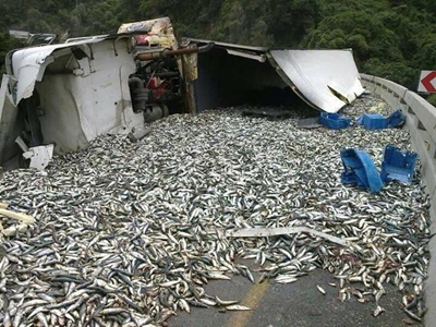 Chemical tests follow fishy accident