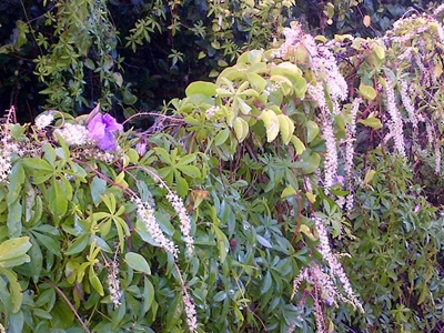 Upate: Landowners discuss alien plants