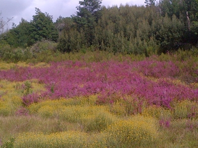 Addressing invasive plants on private land