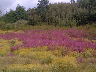 Addressing invasive plants on private land