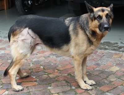 Baboons attacking dogs in Knysna
