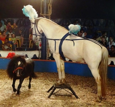 Silence on circus coming to town
