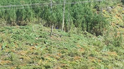 Invasive plants a huge cost to landowners