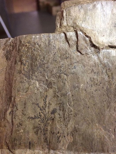 Tiny tree identified as a pseudofossil
