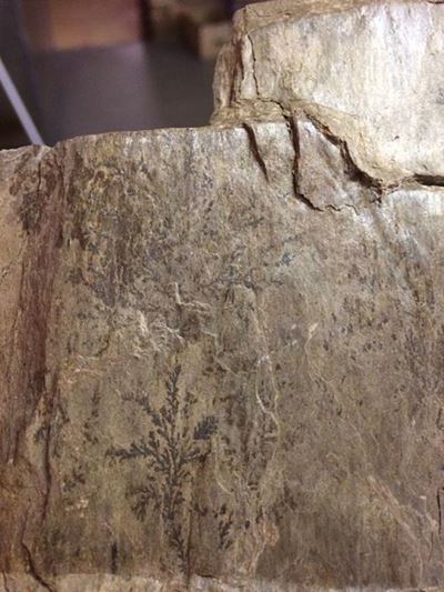 Tiny tree identified as a pseudofossil