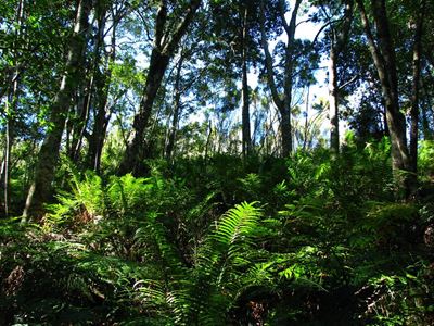 Local biomes may be World Heritage